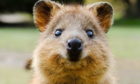 Drones, cloud and AI to protect Australia’s quokkas