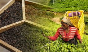 Transforming how tea is bought and sold in Sri Lanka