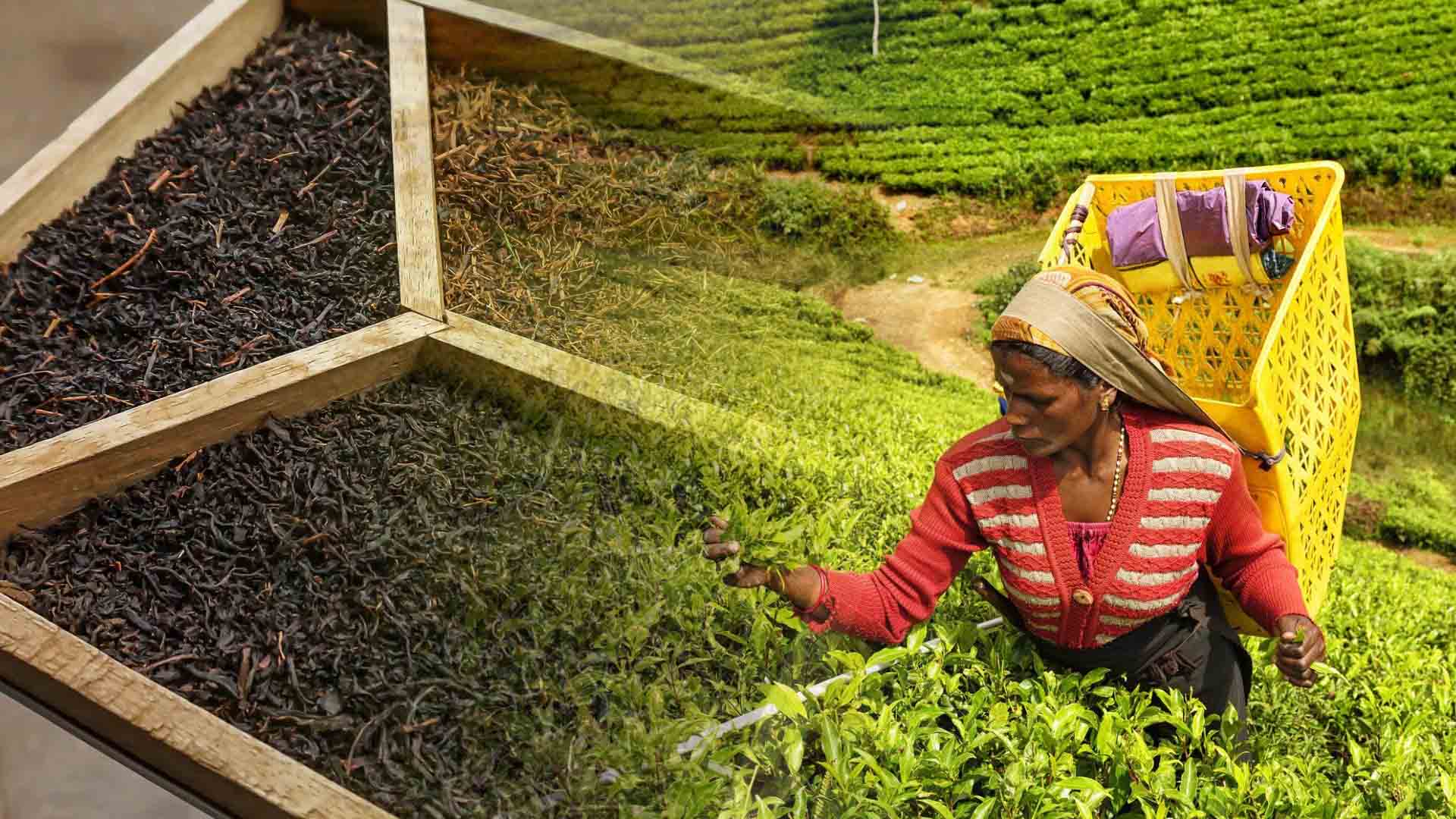 Transforming how tea is bought and sold in Sri Lanka | DigiconAsia