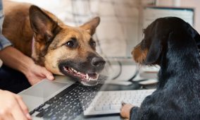 Animal owners count on technology to enhance pet management