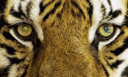 Iress (eyes) of the Tiger to provide direct access to Singapore stock exchange