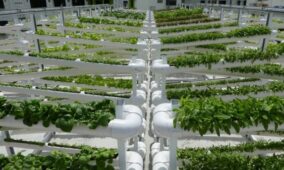 Farming in Singapore goes digital with IoT-as-a-Service platform