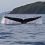 Hachijo Island leverages AI to promote ethical whale-spotting tourism