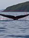 Hachijo Island leverages AI to promote ethical whale-spotting tourism