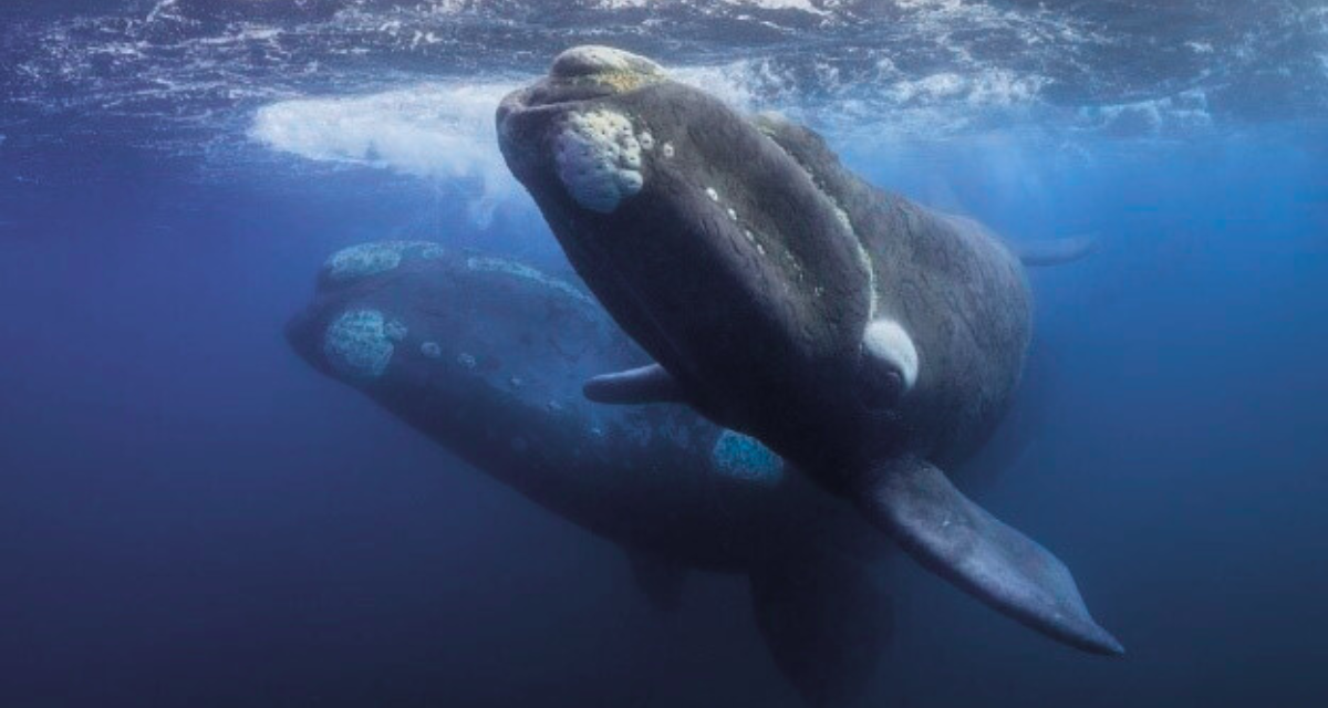 Predicting and prevent whale strikes by ocean vessels: Fathom Science Inc