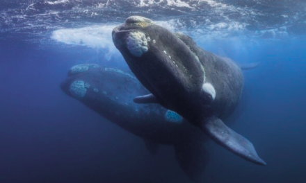 Predicting and prevent whale strikes by ocean vessels: Fathom Science Inc