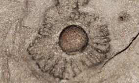 New fossil discoveries remind humankind to embrace evolving knowledge, shed hubris