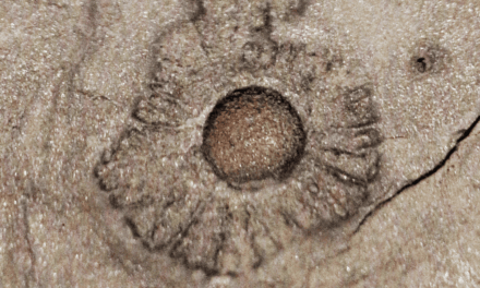 New fossil discoveries remind humankind to embrace evolving knowledge, shed hubris