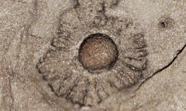 New fossil discoveries remind humankind to embrace evolving knowledge, shed hubris