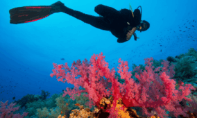 Global coral reefs face widespread die-off as Earth crosses the ecological Rubicon