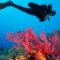 Global coral reefs face widespread die-off as Earth crosses the ecological Rubicon