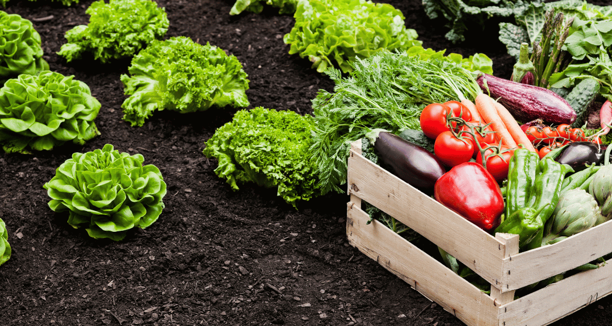 Agrifood firm Japfa centralizes HR operations through cloud platform deployment