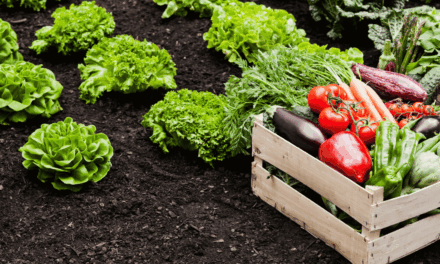 Agrifood firm Japfa centralizes HR operations through cloud platform deployment