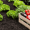 Agrifood firm Japfa centralizes HR operations through cloud platform deployment