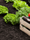 Agrifood firm Japfa centralizes HR operations through cloud platform deployment